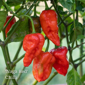 Our Growers' Best Grafted Chilli Plants Collection Vegetables