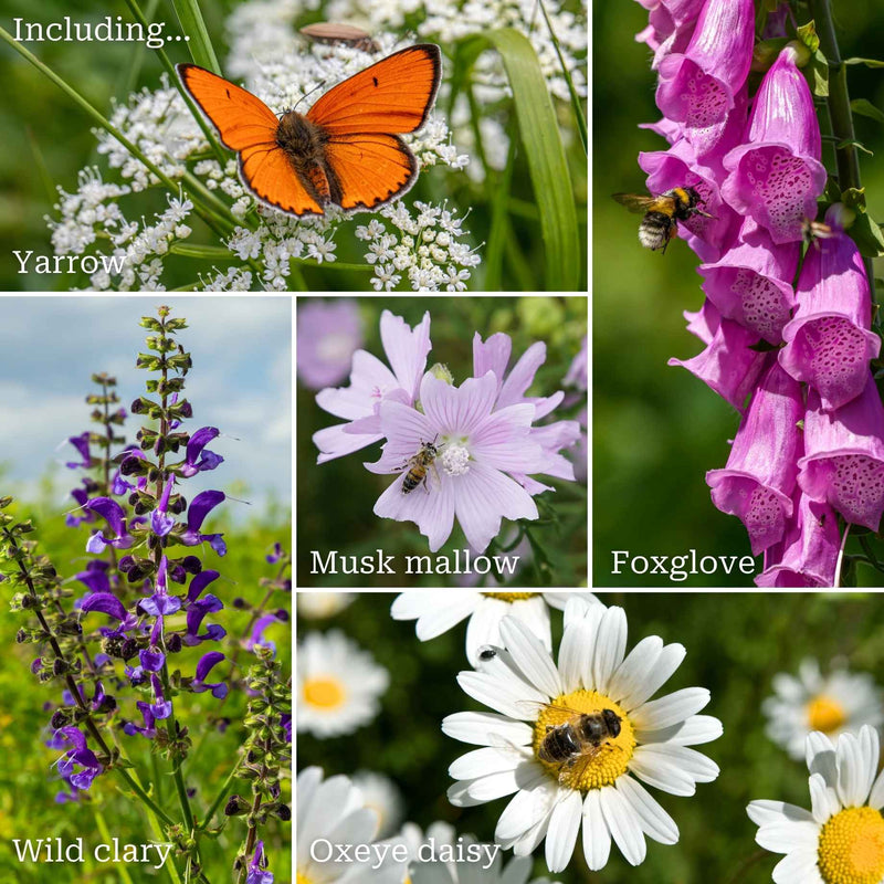 Bee & Butterfly Friendly Wildflower Meadow Plants Perennial Bedding