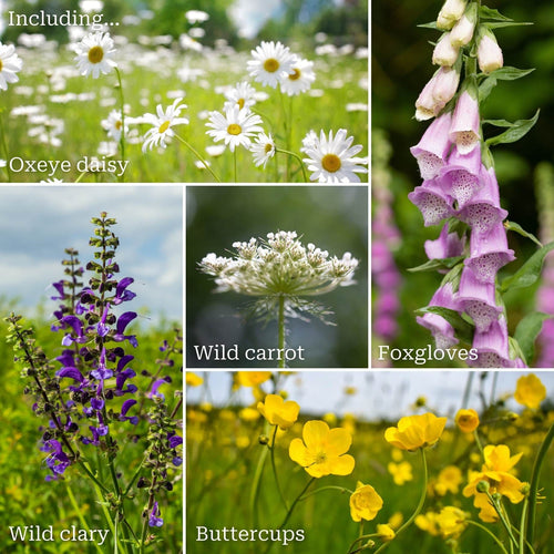 Native British Wildflower Meadow Plugs Perennial Bedding