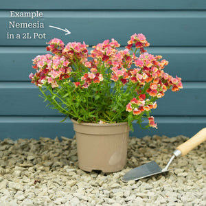 Nemesia 'Nesia Tropical' Perennial Bedding