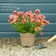 Nemesia 'Nesia Tropical' Perennial Bedding