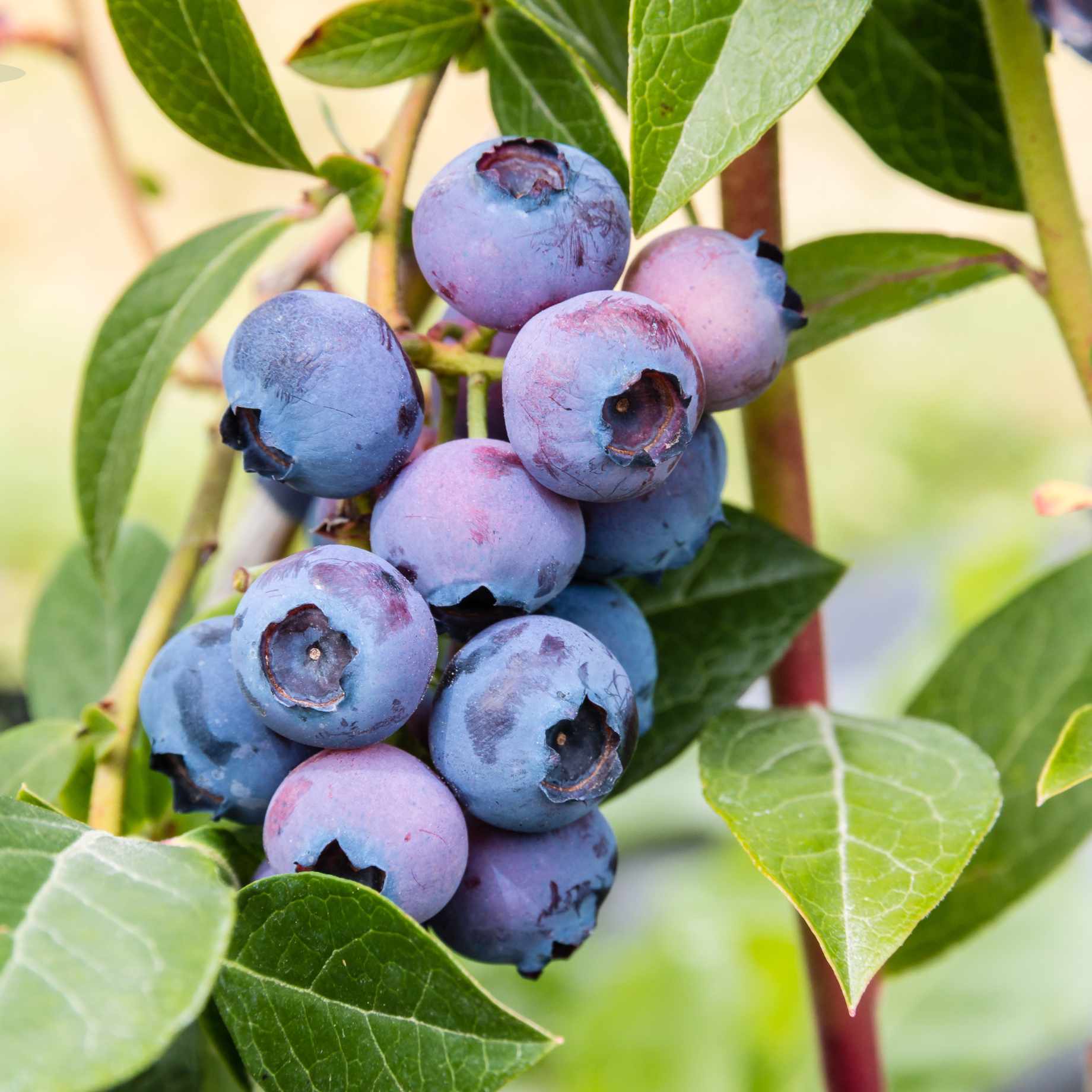 Bush 48 'Northland' Blueberry Bush – Roots Plants