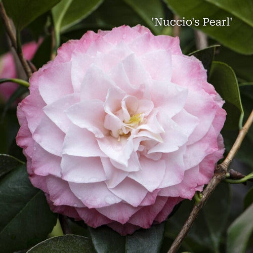 Camellia Gift Gift Option