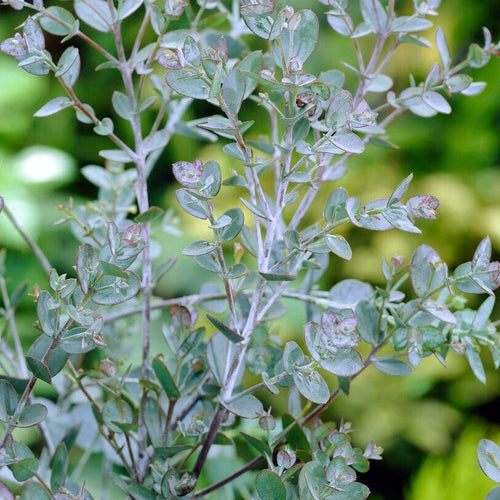 Standard Eucalyptus Tree | Eucalyptus gunnii Ornamental Trees