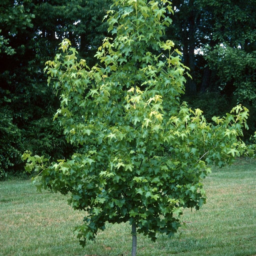 Styraciflua Tree Sweetgum Tree | Liquidambar styraciflua 'Lane Roberts' – Roots Plants