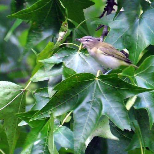 Sweetgum Tree | Liquidambar styraciflua 'Lane Roberts' Ornamental Trees