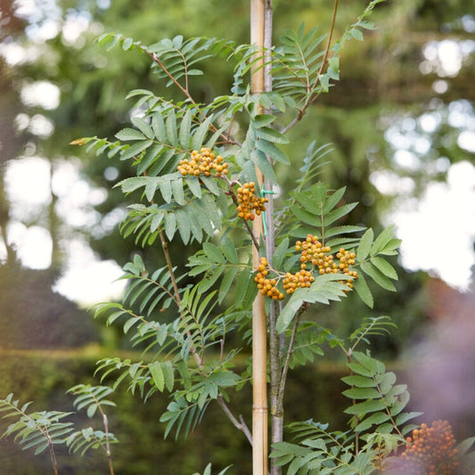 Copper Kettle' Rowan Tree | Sorbus Ornamental Trees