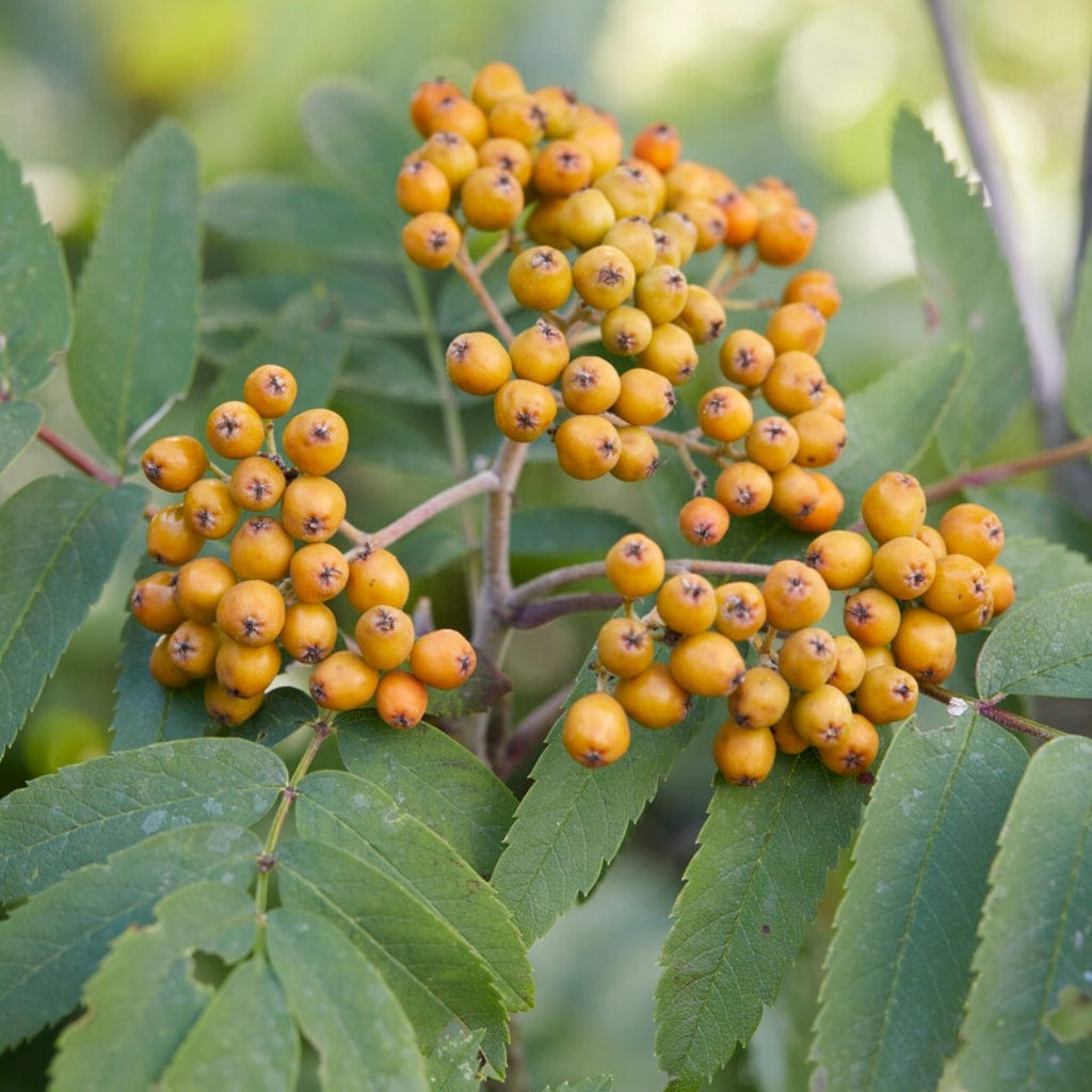 'Copper Kettle' Rowan Tree Sorbus Roots Plants