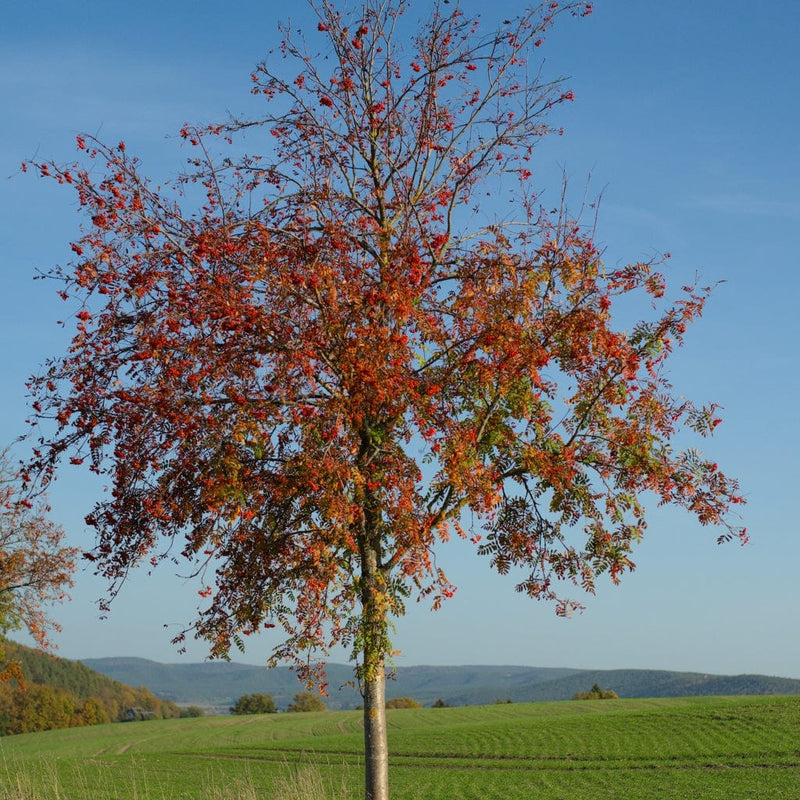 Copper Kettle' Rowan Tree | Sorbus Ornamental Trees