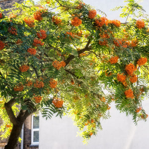 Copper Kettle' Rowan Tree | Sorbus Ornamental Trees