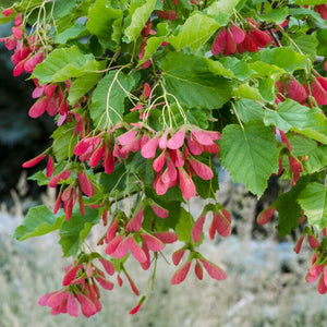 Tatarian Maple | Acer tataricum 'Hotwings' Ornamental Trees
