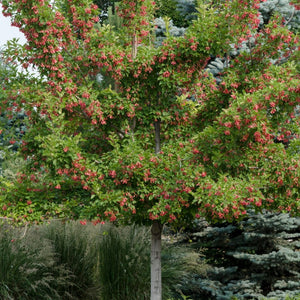 Tatarian Maple | Acer tataricum 'Hotwings' Ornamental Trees