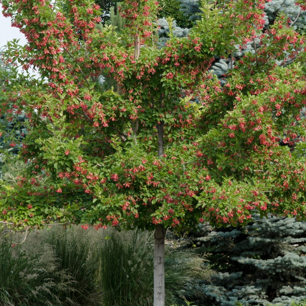 Mspl Afser Tatarian Maple | Acer tataricum 'Hotwings' – Roots Plants