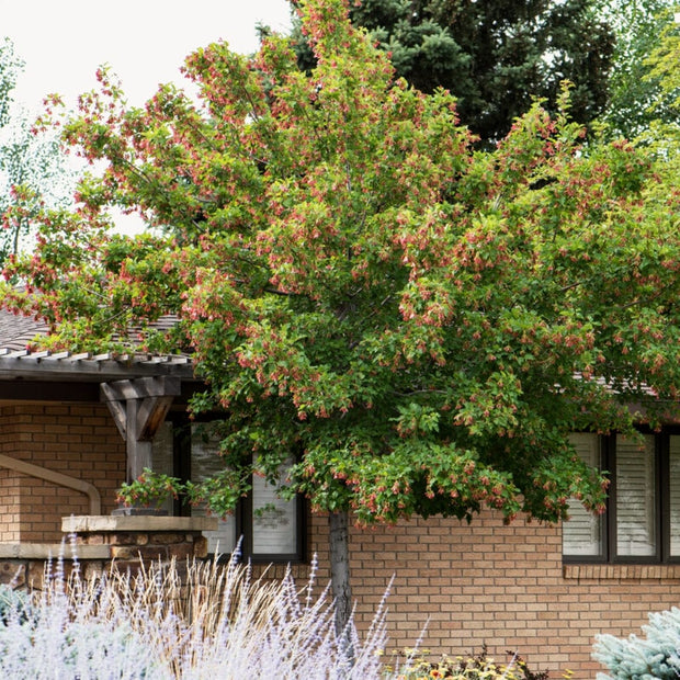 Tatarian Maple (Acer tataricum) 15 Tatarian Maple | Acer tataricum 'Hotwings'