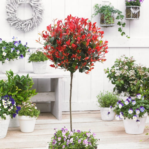 Patio Photinia Tree Gift Gift Option
