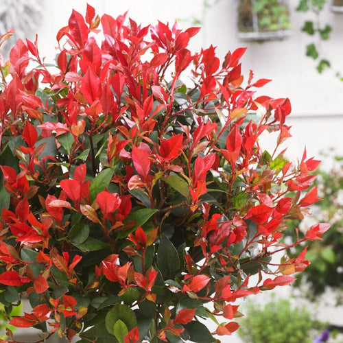 Patio Photinia Tree | Photinia 'Little Red Robin' Shrubs