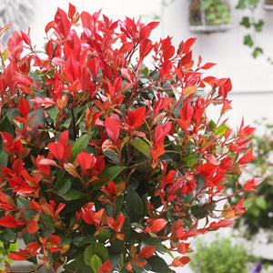 Photinia x fraseri 'Little Red Robin' Shrubs
