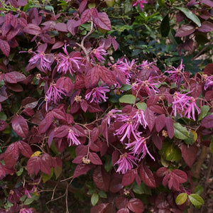 Mini-Standard Loropetalum Tree | Chinese Fringe Flower Ornamental Trees