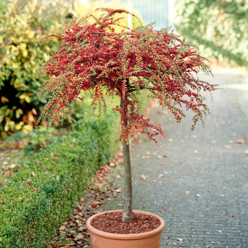Cotoneaster Ornamental Trees