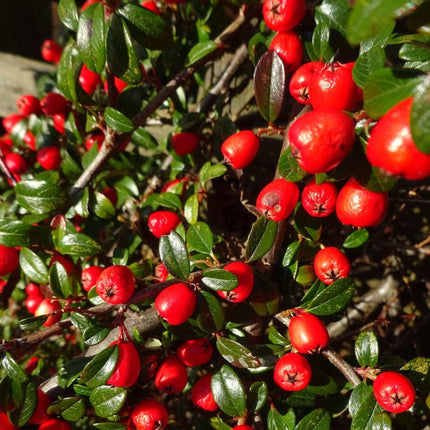 Cotoneaster Ornamental Trees
