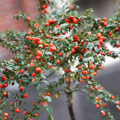 Cotoneaster Ornamental Trees