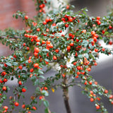 Cotoneaster Ornamental Trees