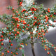 Cotoneaster Ornamental Trees