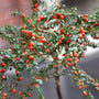 Cotoneaster Ornamental Trees