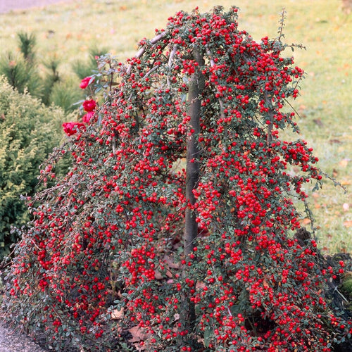 Cotoneaster Ornamental Trees