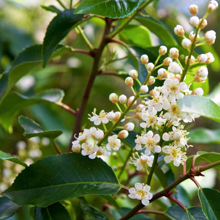 Portuguese Laurel Tree | Prunus Lusitanica Ornamental Trees