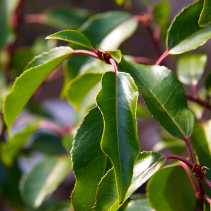 Portuguese Laurel Tree | Prunus Lusitanica Ornamental Trees