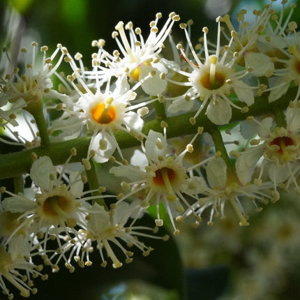 Portuguese Laurel Tree | Prunus Lusitanica Ornamental Trees