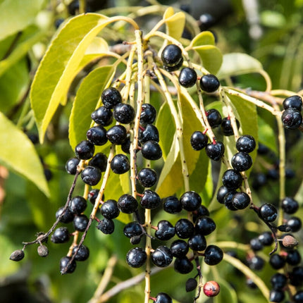 Portuguese Laurel Tree | Prunus Lusitanica Ornamental Trees