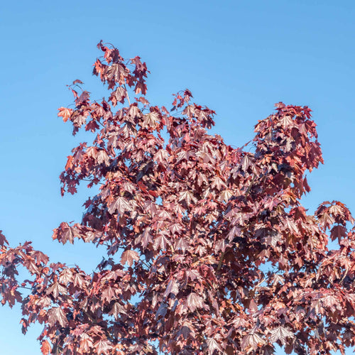 Norway Maple Tree | Acer platanoides 'Crimson Sentry' Ornamental Trees