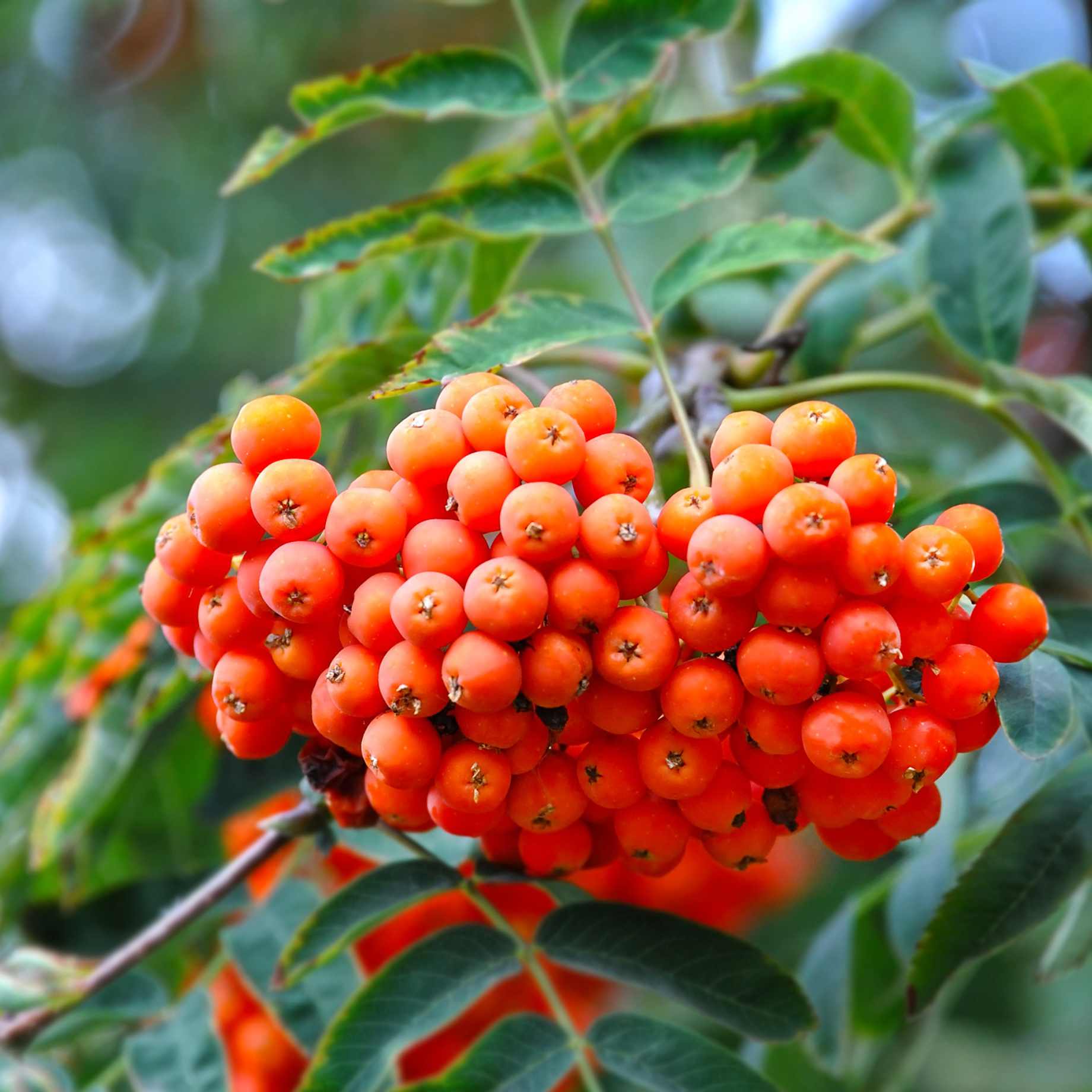 Is a Rowan Tree Right for My Garden? – Roots Plants