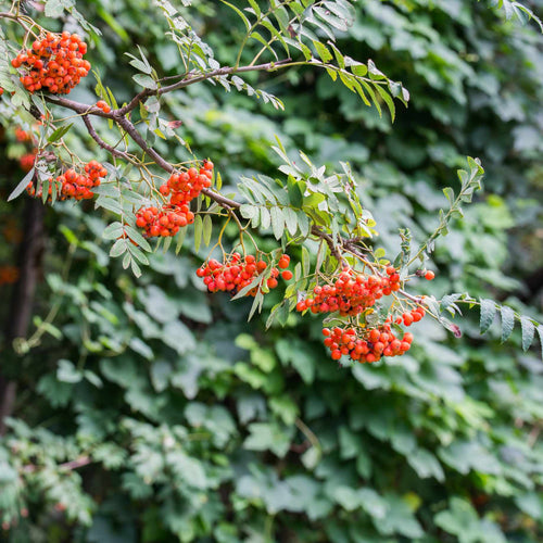 Mountain Ash Rowan Tree | Sorbus aucuparia 'Aspleniifolia' Ornamental Trees