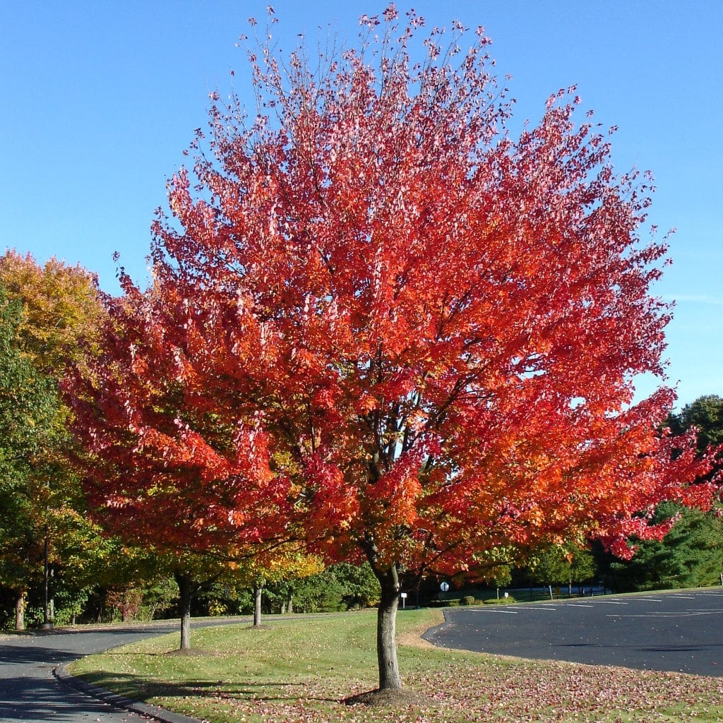 Canadian Red Maple Tree | Acer rubrum 'Red Pointe' – Roots Plants