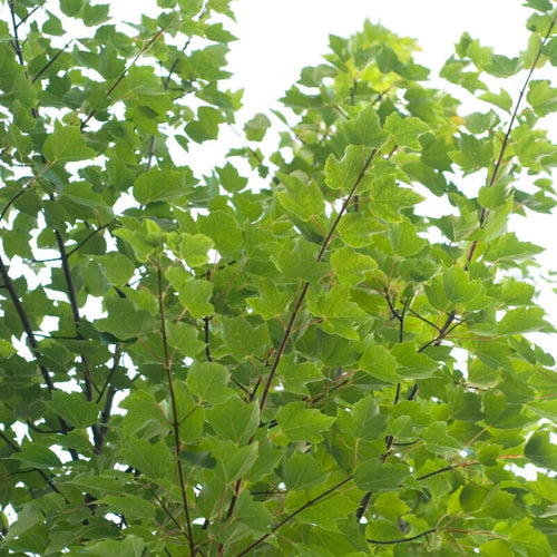 Canadian Red Maple Tree | Acer rubrum 'Red Pointe' Ornamental Trees