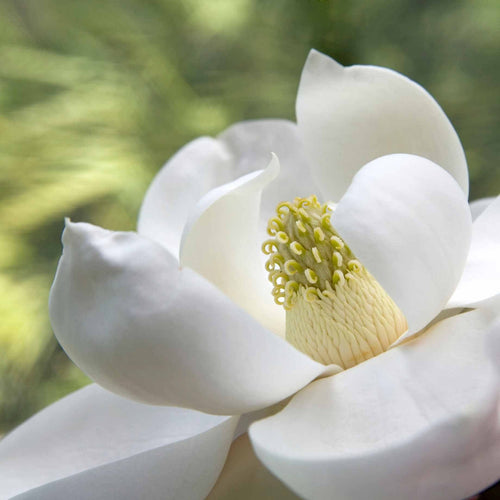 Magnolia Grandiflora | 7.5L Pot | 40-60cm Ornamental Trees