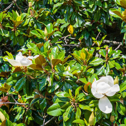 Magnolia Grandiflora | 7.5L Pot | 40-60cm Ornamental Trees