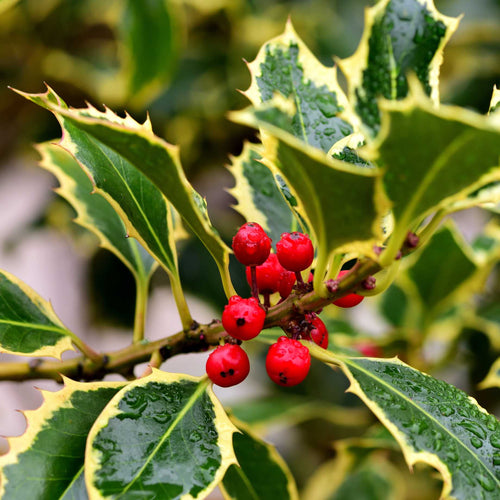 Holly 'Argenteo Marginata' | 10L Pot Ornamental Trees