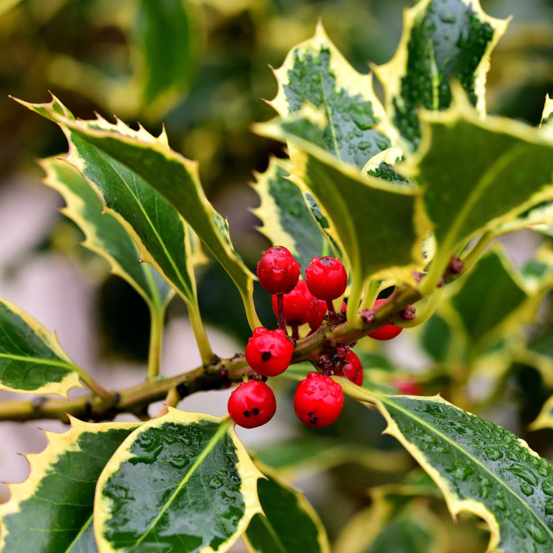 Holly 'Argenteo Marginata' | 10L Pot Ornamental Trees