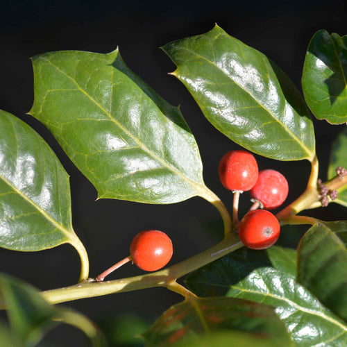 Pleached Holly Tree | Ilex aquifolium 'Nellie R Stevens' Ornamental Trees