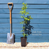 English Oak Tree | Quercus robur Ornamental Trees