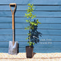 English Oak Tree | Quercus robur Ornamental Trees