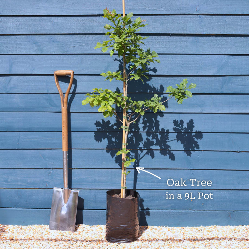 English Oak Tree | Quercus robur Ornamental Trees