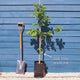 English Oak Tree | Quercus robur Ornamental Trees