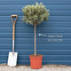 Patio Olive Tree | Olea europaea Mediterranean Fruit Trees
