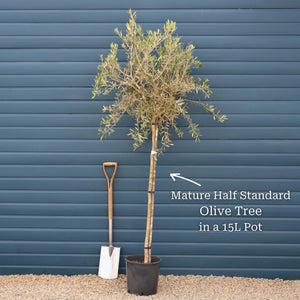 Patio Olive Tree | Olea europaea Mediterranean Fruit Trees