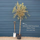 Patio Olive Tree | Olea europaea Mediterranean Fruit Trees